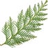 Coast redwood
